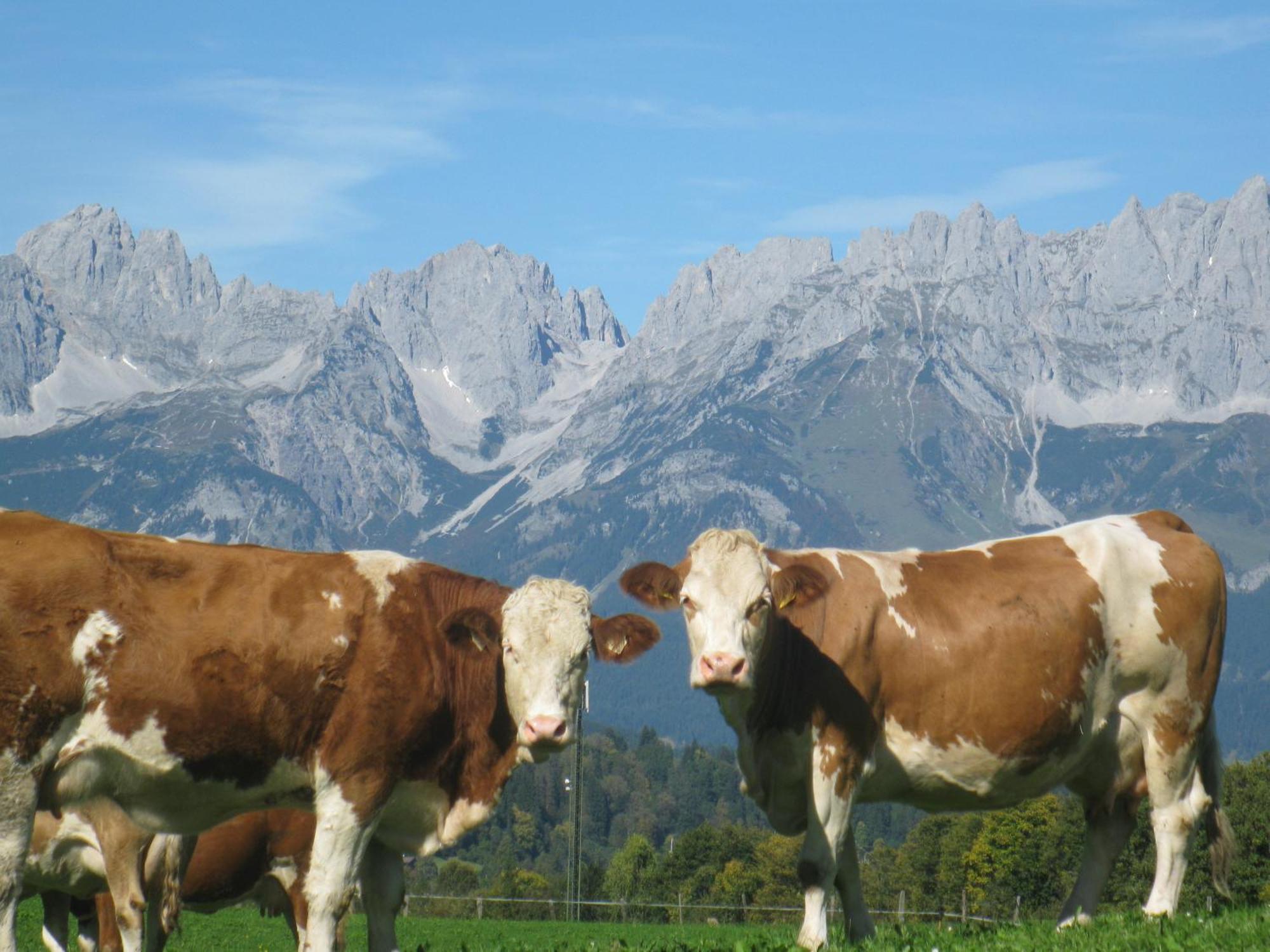 Malernhof Bed & Breakfast Kitzbühel Eksteriør bilde