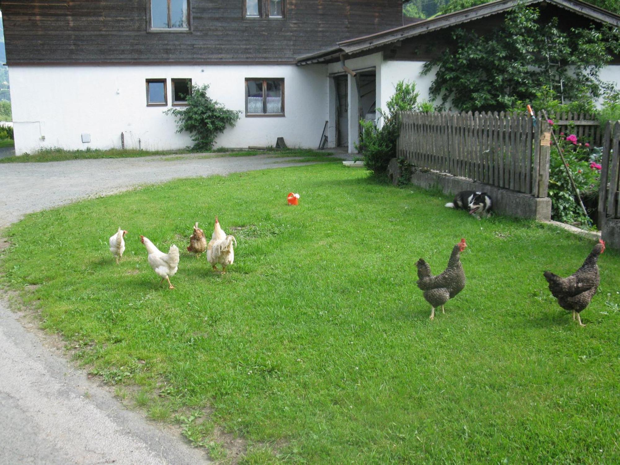 Malernhof Bed & Breakfast Kitzbühel Eksteriør bilde